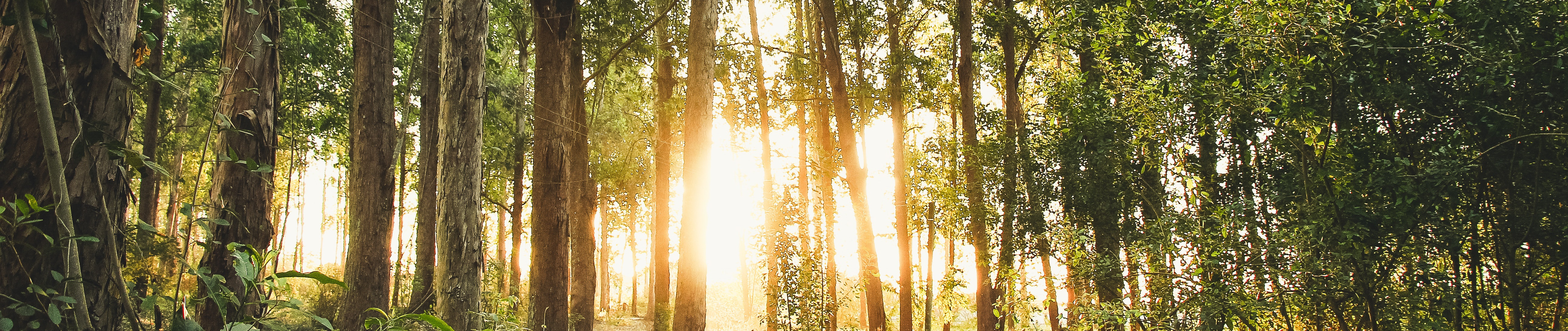 Hållbarhetsredovisning 2022