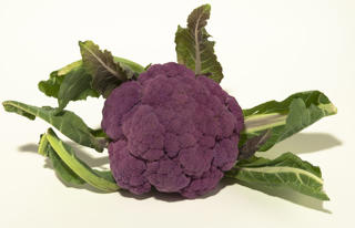 Blomkål Lila