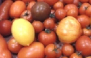 Tomatmix Vild Klass 1