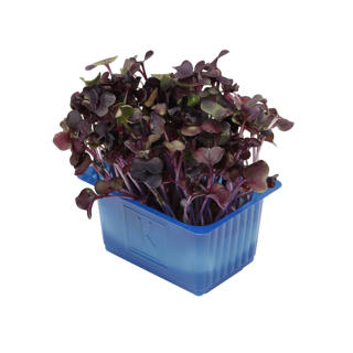 Krasse Sakura Violett