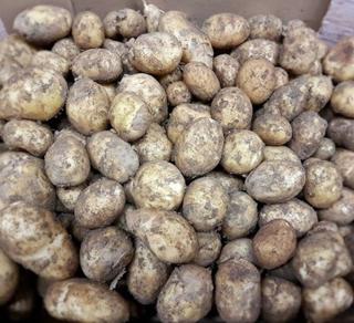 Färskpotatis Otvättad Sverige