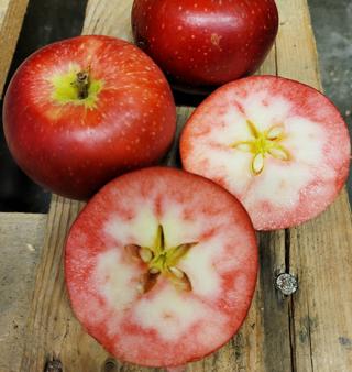 Äpple Rosett Sverige