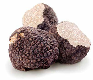 Tryffelsvamp Svart
