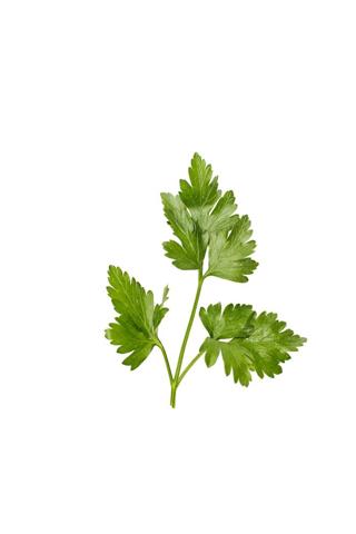 Bladpersilja