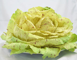 Sallat Castel Franco Klass 1