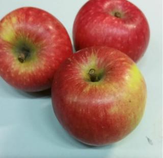 Äpple Frida Klass 1 Sverige