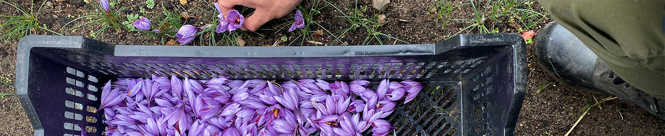 Världens dyraste krydda finns på Österlen