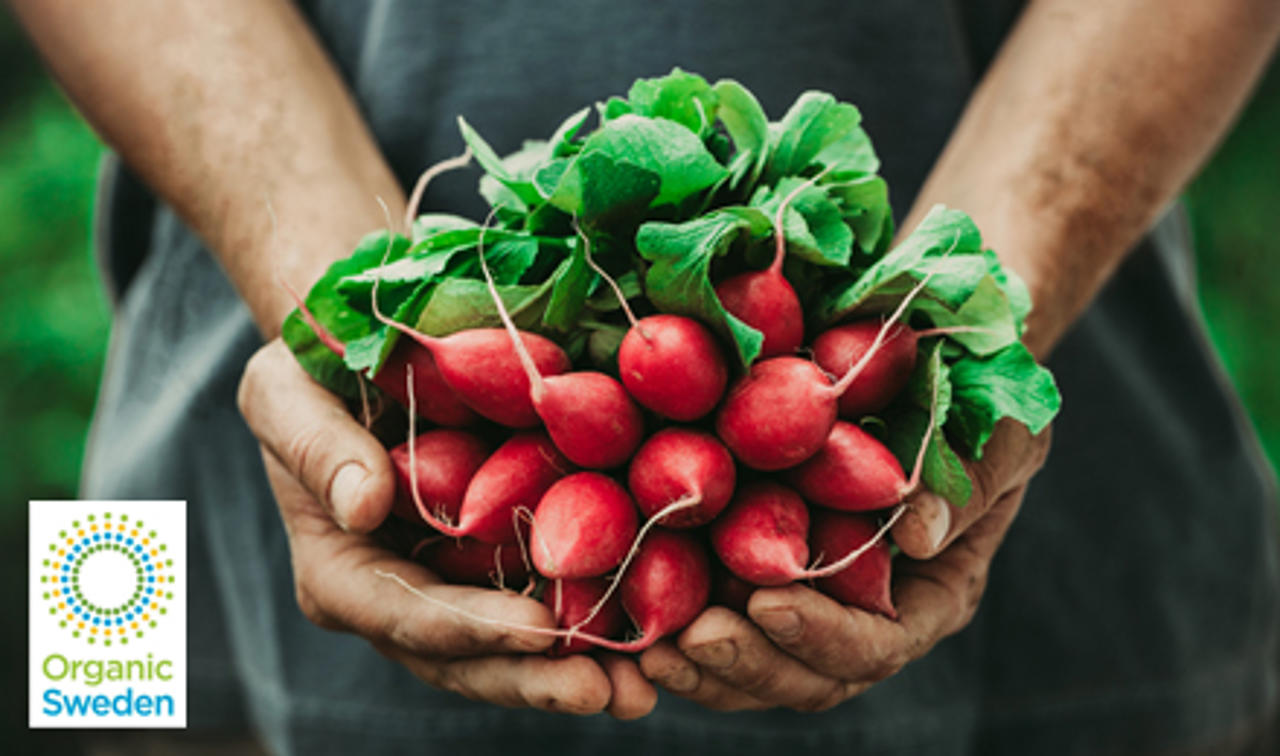 En person som håller en stor knippe rädisor i båda sina händer